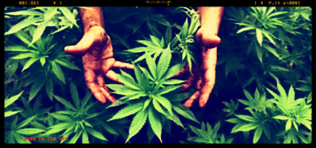 Cannabis, parte il progetto pilota del Ministero per l’uso a fini terapeutici