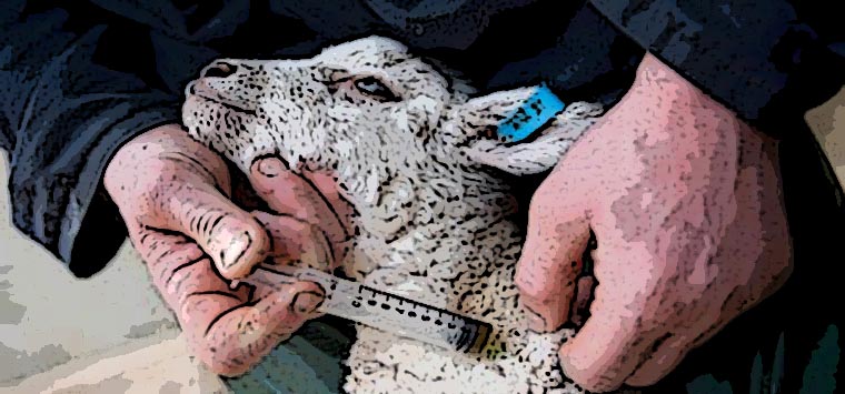Ema, prosegue (anche in Italia) il calo di vendite di farmaci veterinari con antibiotici