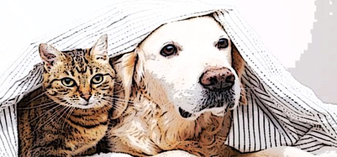 gatto cane