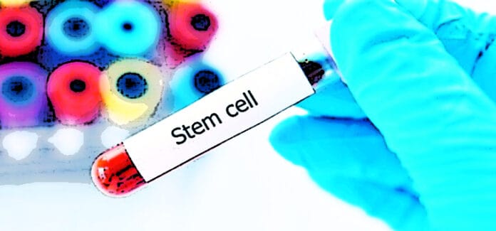 cellule staminali