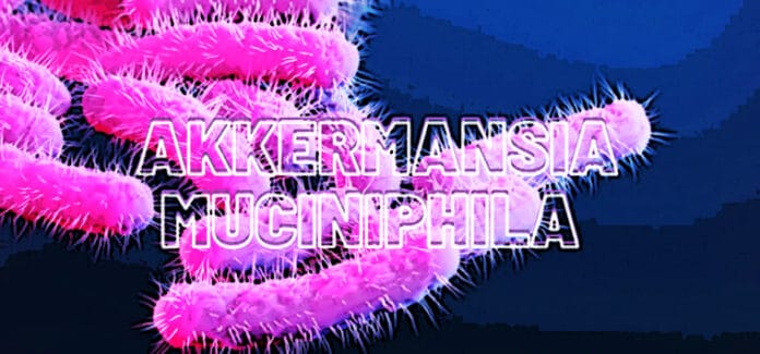 Akkermansia muciniphila microbioma