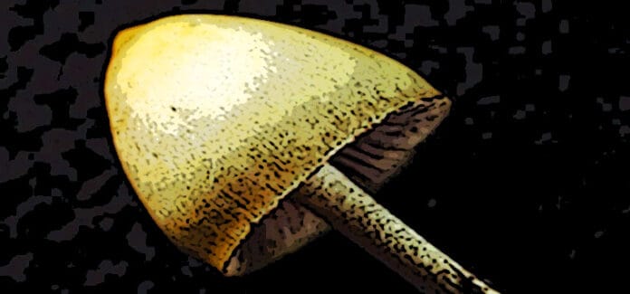 fungo allucinogeno