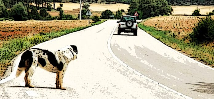 abbandono animali canejpg