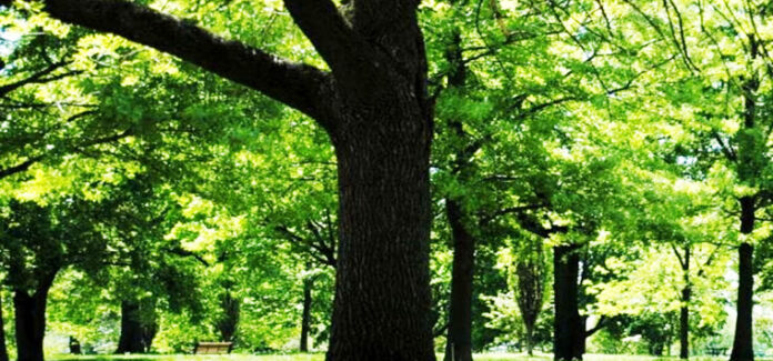 alberi
